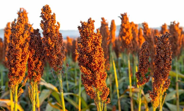 Science-backed benefits of sorghum for gut health and immunity 1
